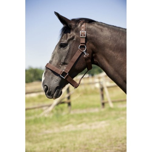 norton-draught-horse-headcollar.jpg