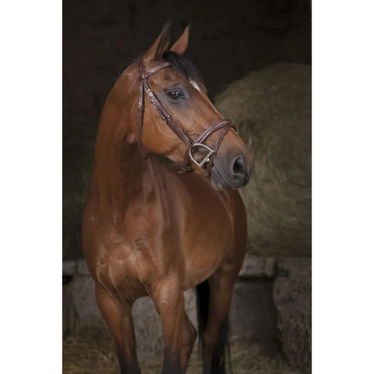 norton-pro-combinee-bridle (3).jpg