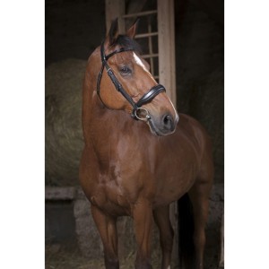 Ogłowie Norton "Confort"