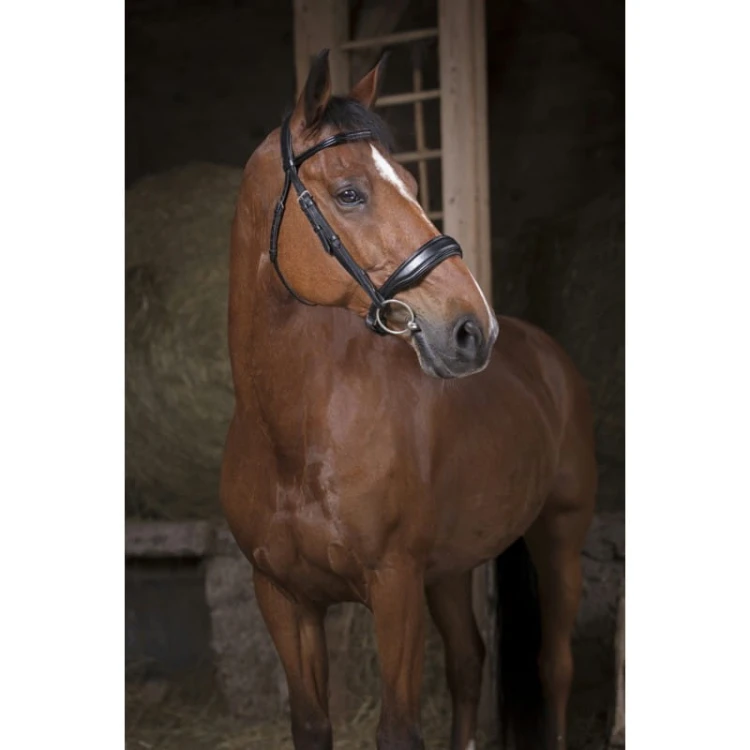 norton-pro-confort-bridle (1).jpg