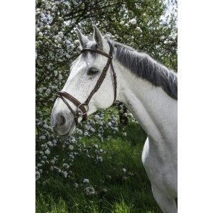 Ogłowie Norton "Essentiel"