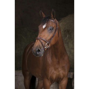 Ogłowie Norton "Essentiel"