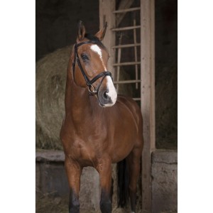 Ogłowie Norton "Essentiel"