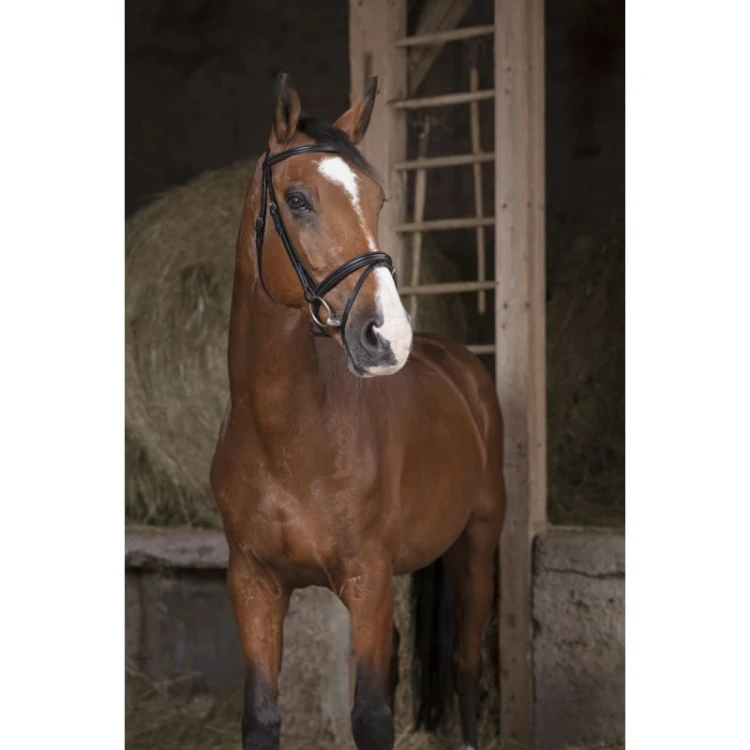 norton-pro-essentiel-bridle.jpg