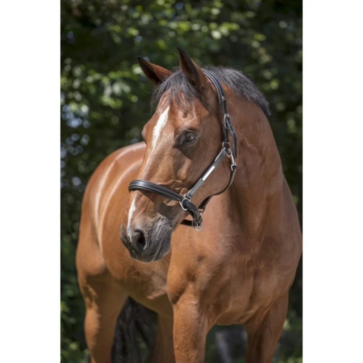 norton-pro-grooming-leather-halter.jpg