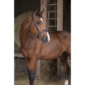 Ogłowie Norton "Vague"