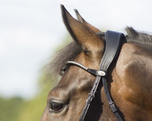 Ogłowie anatomiczne QHP Q-Cross "Sedna"