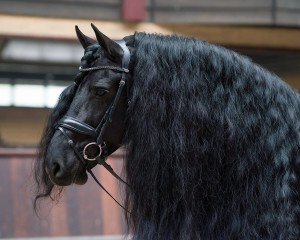 Ogłowie QHP "Selene"