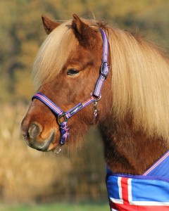 Kantar QHP "Icelandic"