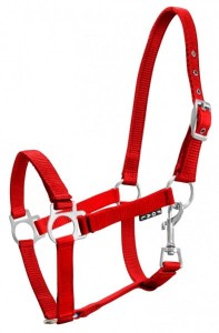 Kantar dla źrebiąt