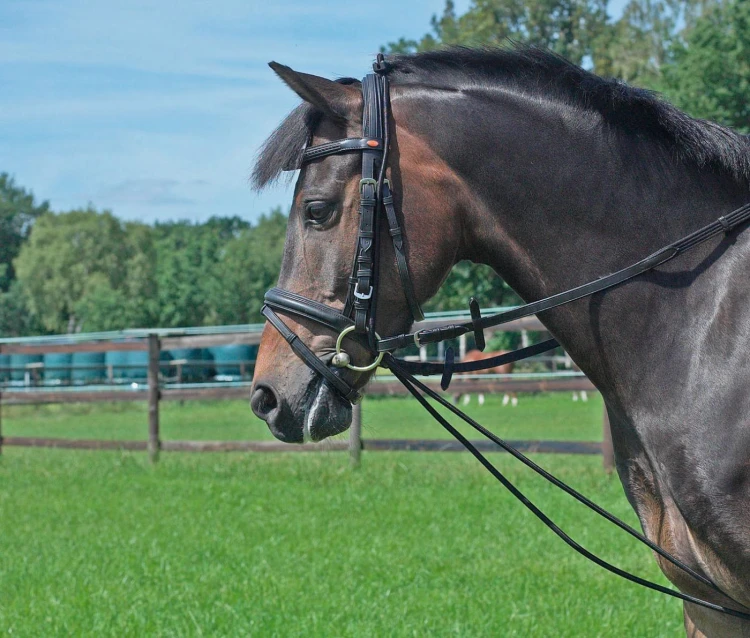 TN128901_auf pony.jpg