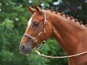 Kantar BRAND, skóra