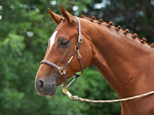 Kantar BRAND, skóra