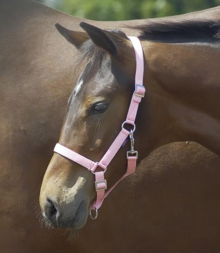 Kantar YOUNG źrebięcy