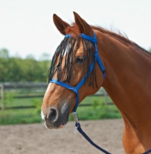 Kantar WEIDE-FRANSEN