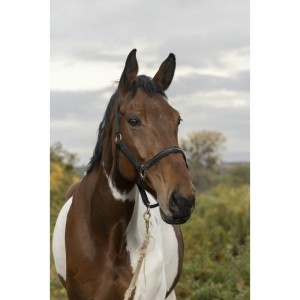 Kantar EQUITHÈME "TENDANCE”