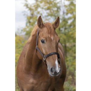 Kantar EQUITHÈME "TENDANCE”