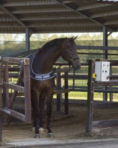 Derka spacerowa Walker 200g QHP 