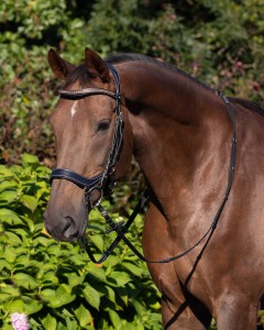 Ogłowie anatomiczne DEVI QHP