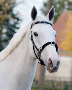 Kawecan skórzany czarny QHP