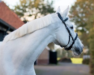 Kawecan skórzany czarny QHP