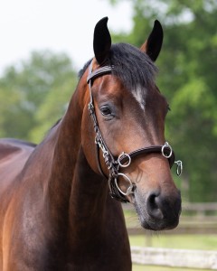 Kawecan skórzany brązowy QHP