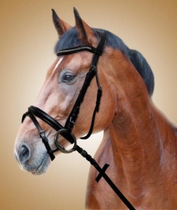 Tranzelka York Gracia II