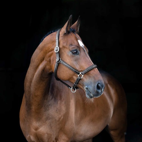 Kantar skórzany Horze "Warren"