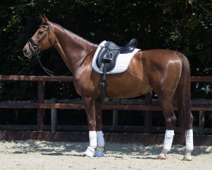 Czaprak Florence White QHP