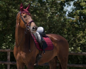 Czaprak Florence Burgundy QHP