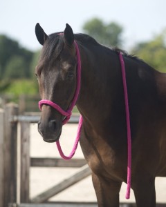 Lina do pracy z ziemi QHP "Collar"