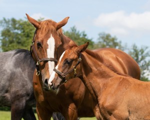 Kantar skórzany QHP "Lupine"