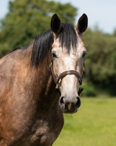 Kantar skórzany QHP "Lupine"