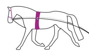 Lonża podwójna QHP