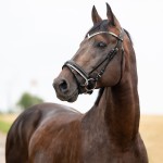 Ogłowie wędzidłowe Grayson Horze