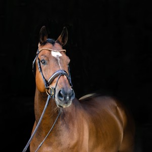 Ogłowie Horze Clermont