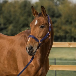 Kantar HORKA ELEGANT