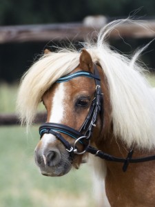 Ogłowie "Little" dla szetlanda 