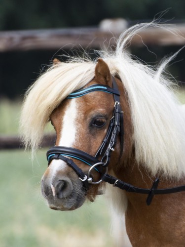 Ogłowie "Little" dla szetlanda 