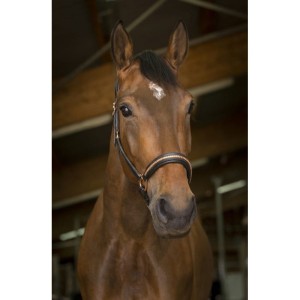 Skórzany kantar "CLINCHER"