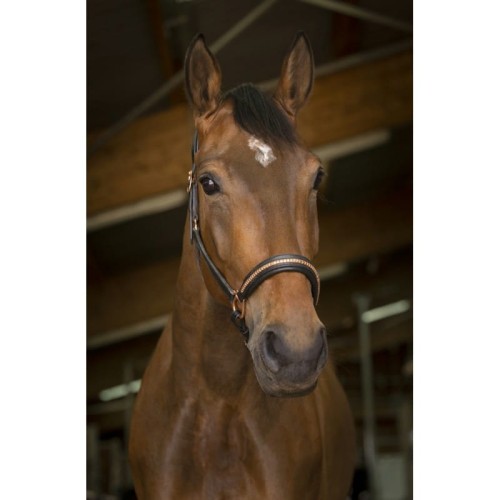 Skórzany kantar "CLINCHER"