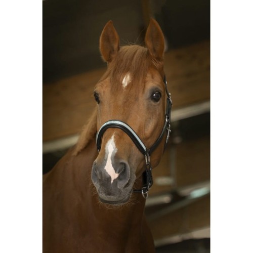 Kantar skórzany "DIADÈME"