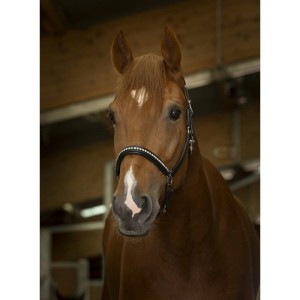 Kantar skórzany "STRASS"