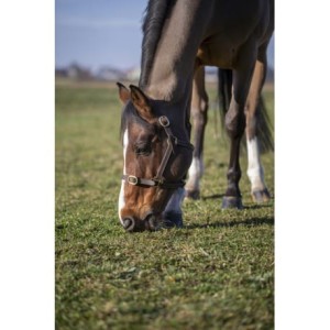 Kantar skórzany "CUIR"