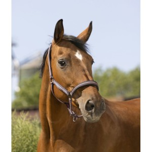 Kantar "BOUCLERIE NOIRE"