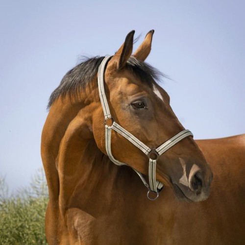 Kantar "BOUCLERIE NOIRE" 