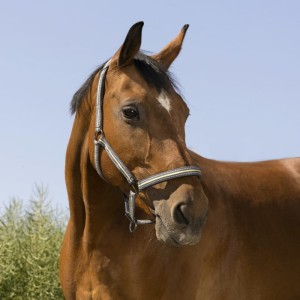 Kantar "BOUCLERIE NOIRE" 