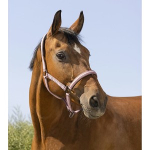 Kantar "BOUCLERIE NOIRE" 