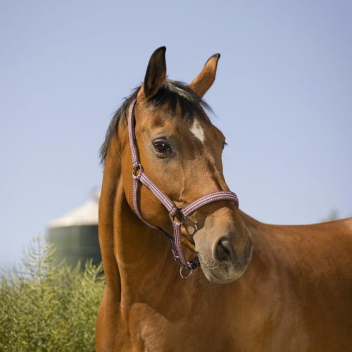 Kantar "BOUCLERIE NOIRE" 