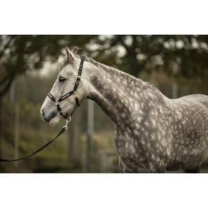 Kantar "SPARKLING" 